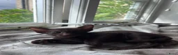 Siamese cats for sale: Siamese kittens - Advert 9