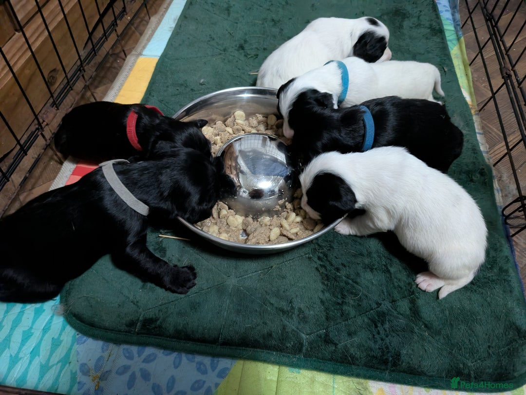 Mixed Breed dogs for sale: Cockapoo x labradoodle  - Advert 6