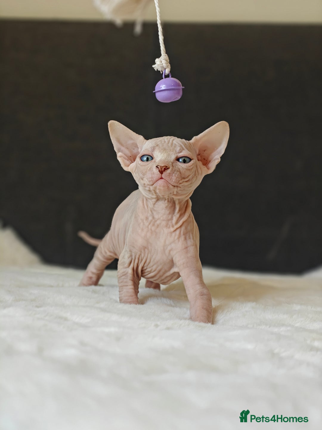 Sphynx cats for sale: Pedigree Sphynx Kitten in Bedford - Image 15