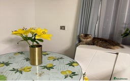 British Longhair cats for sale: British Longhair Cat - Image 1