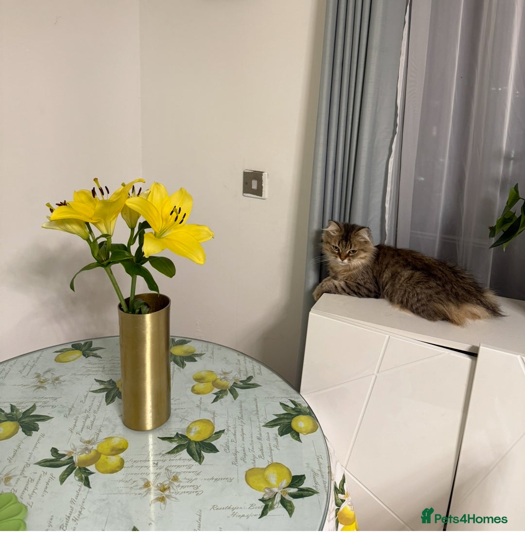 British Longhair cats for sale: British Longhair Cat - Image 1