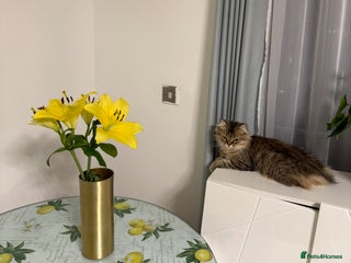 British Longhair cats - Advert 26