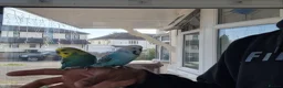 Budgerigars birds for sale: Super silly hand tamed Budgies  - Advert 19