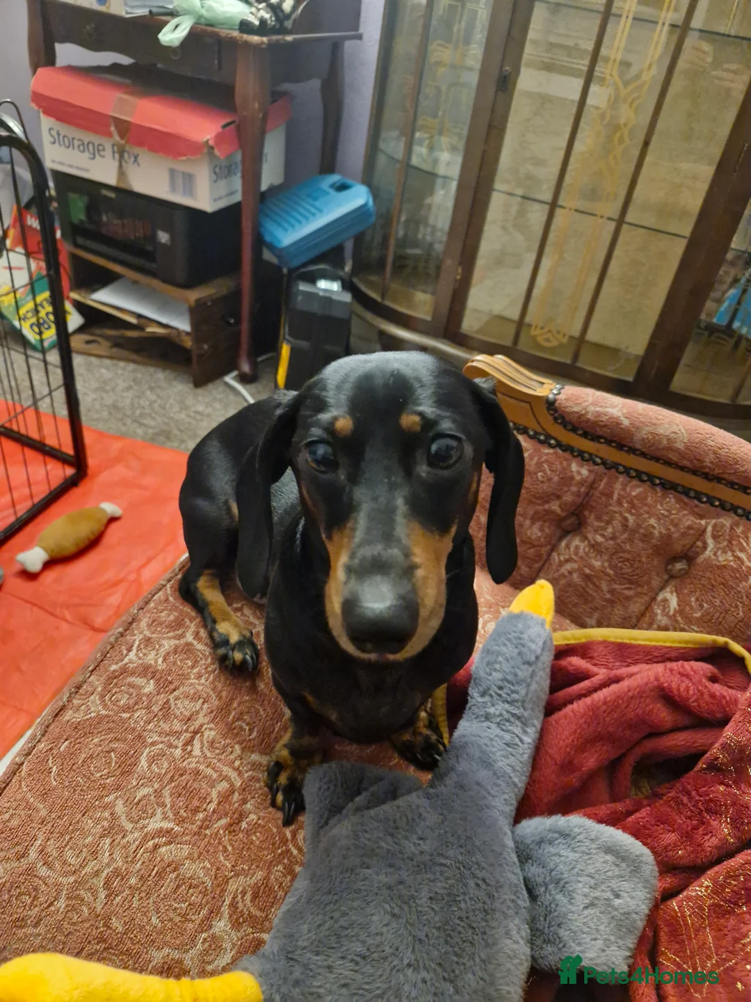 Miniature Dachshund dogs for sale: Two sweet smooth Black and Tan girls.  - Advert 2