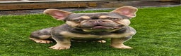 French Bulldog dogs for stud: Lilac and tan carrying cream, testable &amp; fluffy in Motherwell - Advert 3