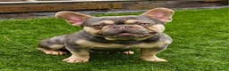 French Bulldog dogs for stud: Lilac and tan carrying cream, testable & fluffy in Motherwell - Advert 3