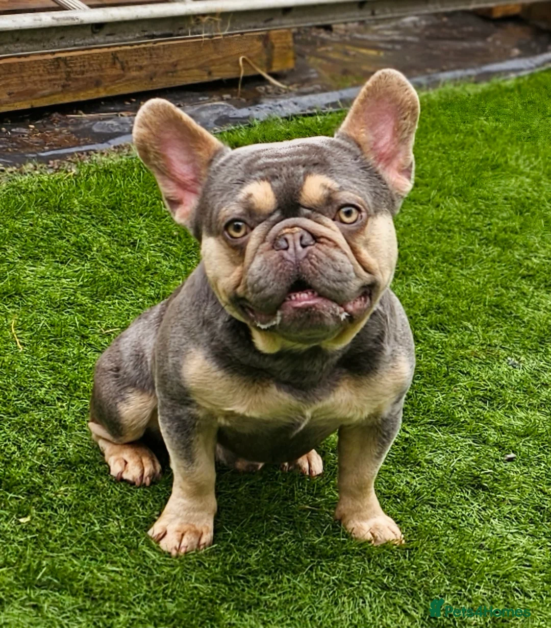 French Bulldog dogs for stud: Lilac and tan carrying cream, testable & fluffy in Motherwell - Advert 3