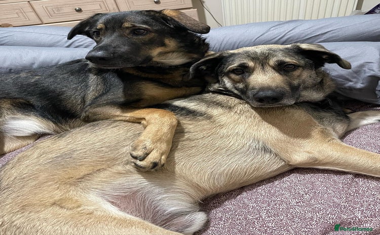 Mixed Breed dogs - Advert 1