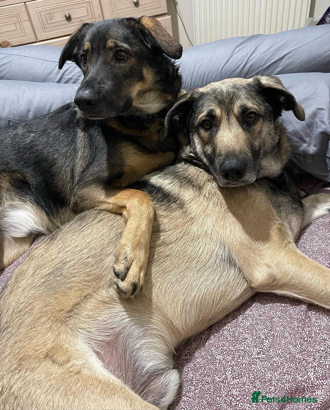 Mixed Breed dogs for sale: Rocky and Reggie - Image 1