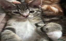 Mixed Breed cats for sale: Beautiful kittens - Image 27