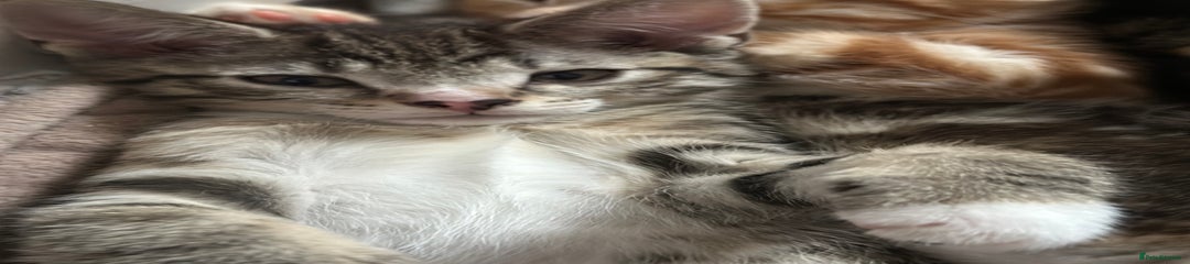 Mixed Breed Kitten 2