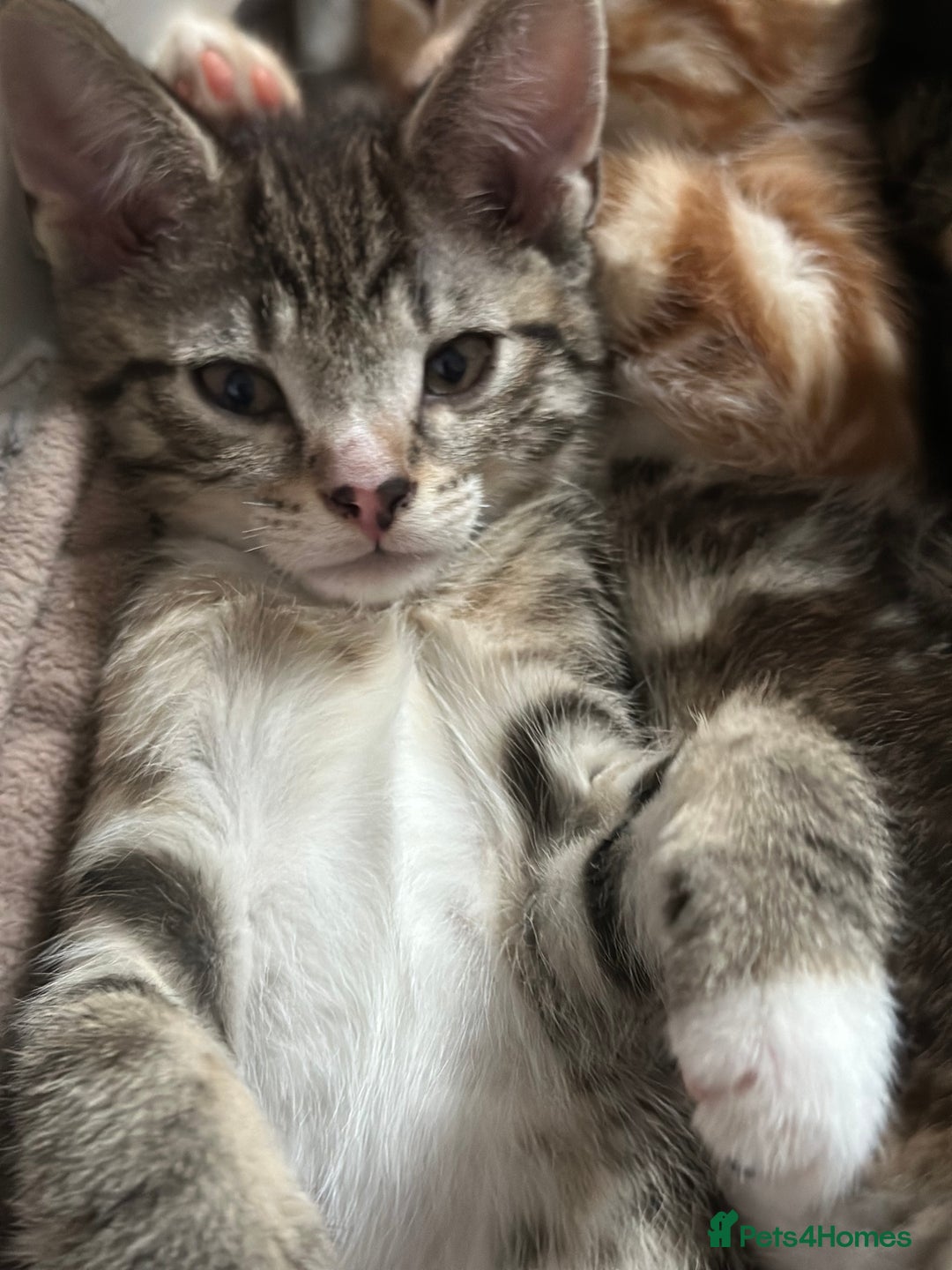 Mixed Breed cats for sale: Beautiful kittens - Image 27