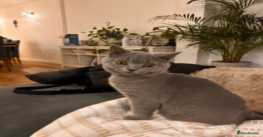 British Shorthair cats Beautiful British shorthair kitten  - Advert 5