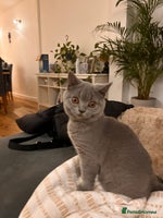 British Shorthair cats Beautiful British shorthair kitten - Advert 15