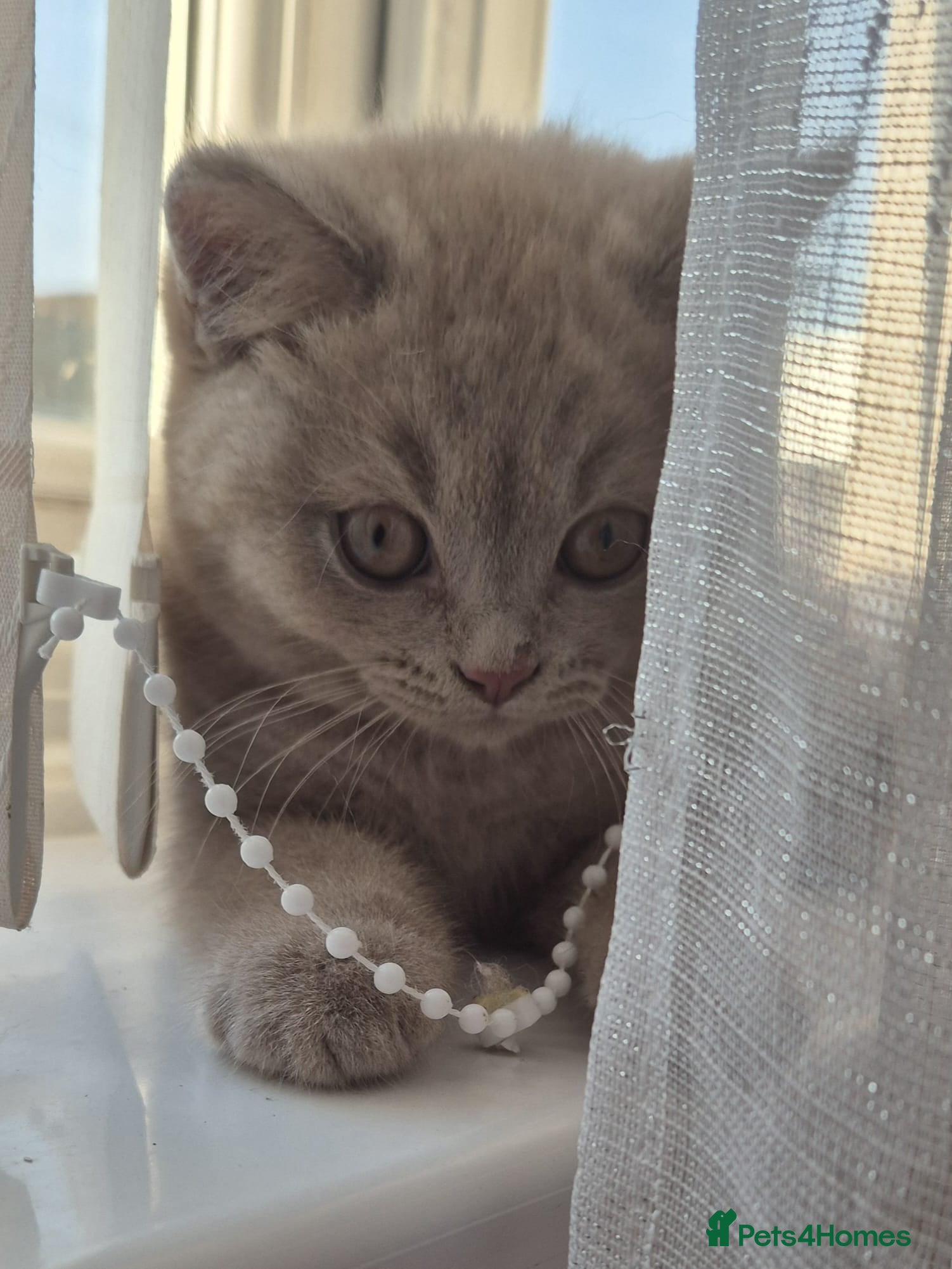 British Shorthair cats Cute BSH blue and lilac kittens for new home - Advert 1