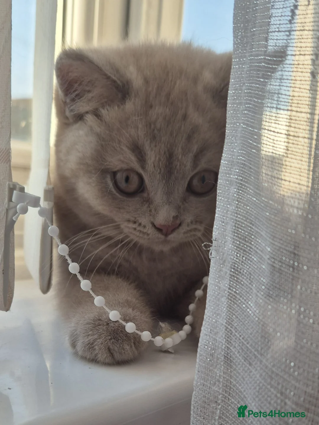 British Shorthair cats for sale: Cute BSH blue and lilac kittens for new home in London - Advert 1