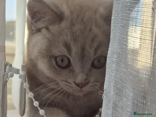 British Shorthair cats Cute BSH blue and lilac kittens for new home - Advert 1