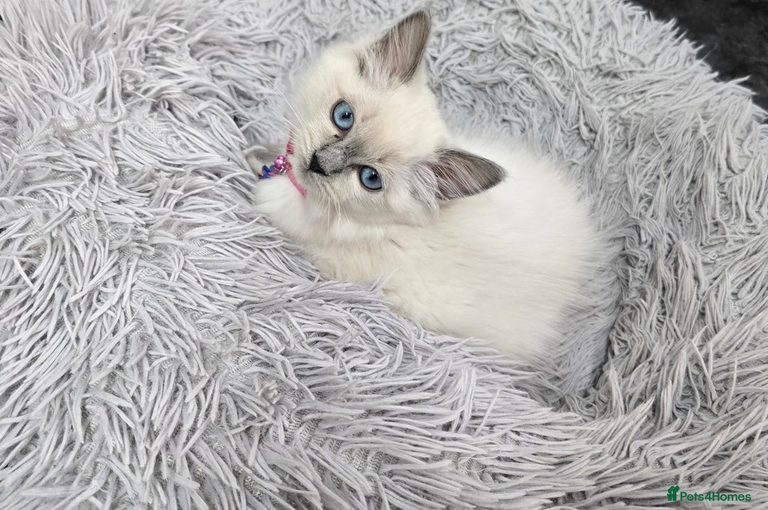 Ragdoll cats for sale: 🐈READY NOW, LOOKING FOR HER FOREVER HOME  - Image 2