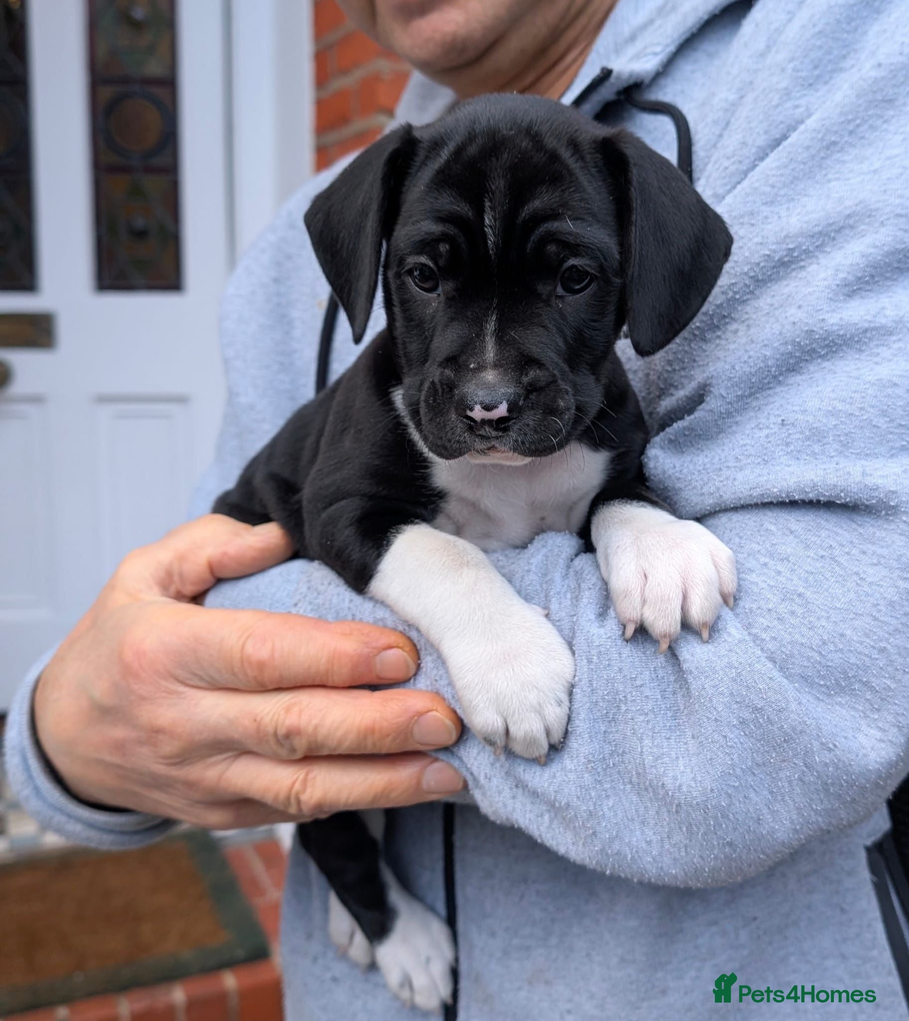 Mixed Breed dogs 🐾Sweet-natured Spaniel x Bulldog male puppy🐾 in London - Advert 1