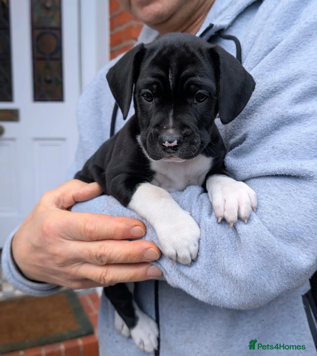 Mixed Breed dogs for sale: 🐾Sweet-natured Spaniel x Bulldog male puppy🐾 in London - Advert 1