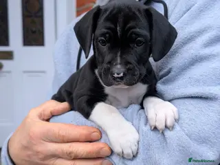 Mixed Breed dogs 🐾Sweet-natured Spaniel x Bulldog male puppy🐾 in London - Advert 1