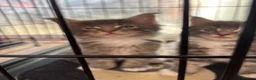Maine Coon cats for sale: Maine coon kittens - Advert 19