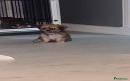 Mixed Breed dogs for sale: Tini Malchi puppies  - Image 1