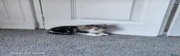 Mixed Breed cats for sale: Male kitten - Advert 2