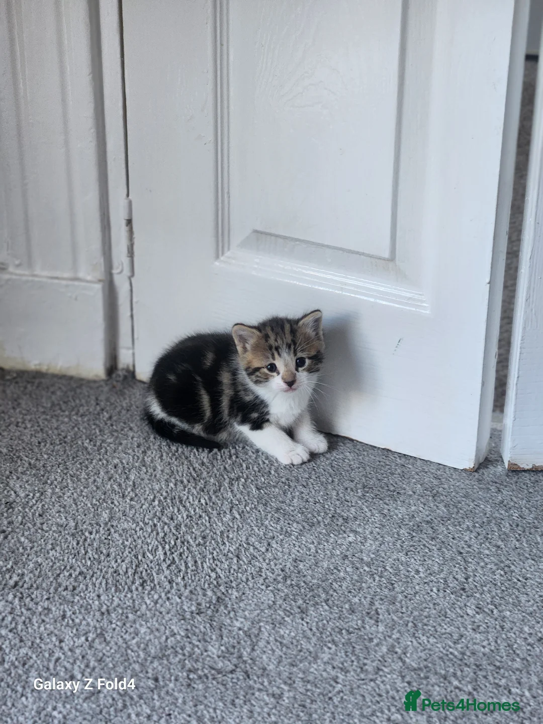 Mixed Breed cats for sale: Male kitten - Advert 2