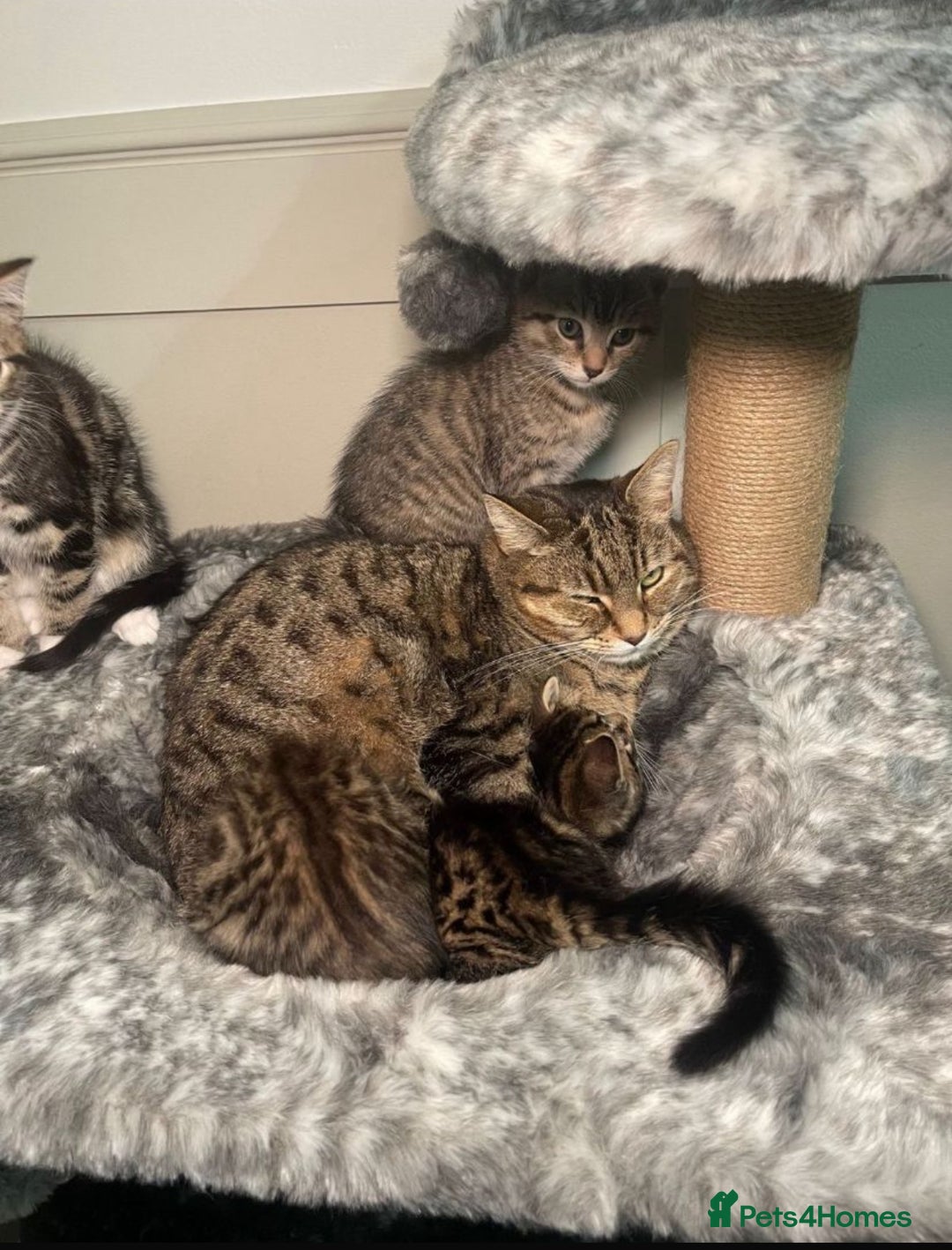 Mixed Breed cats for sale: Kittens  - Image 7