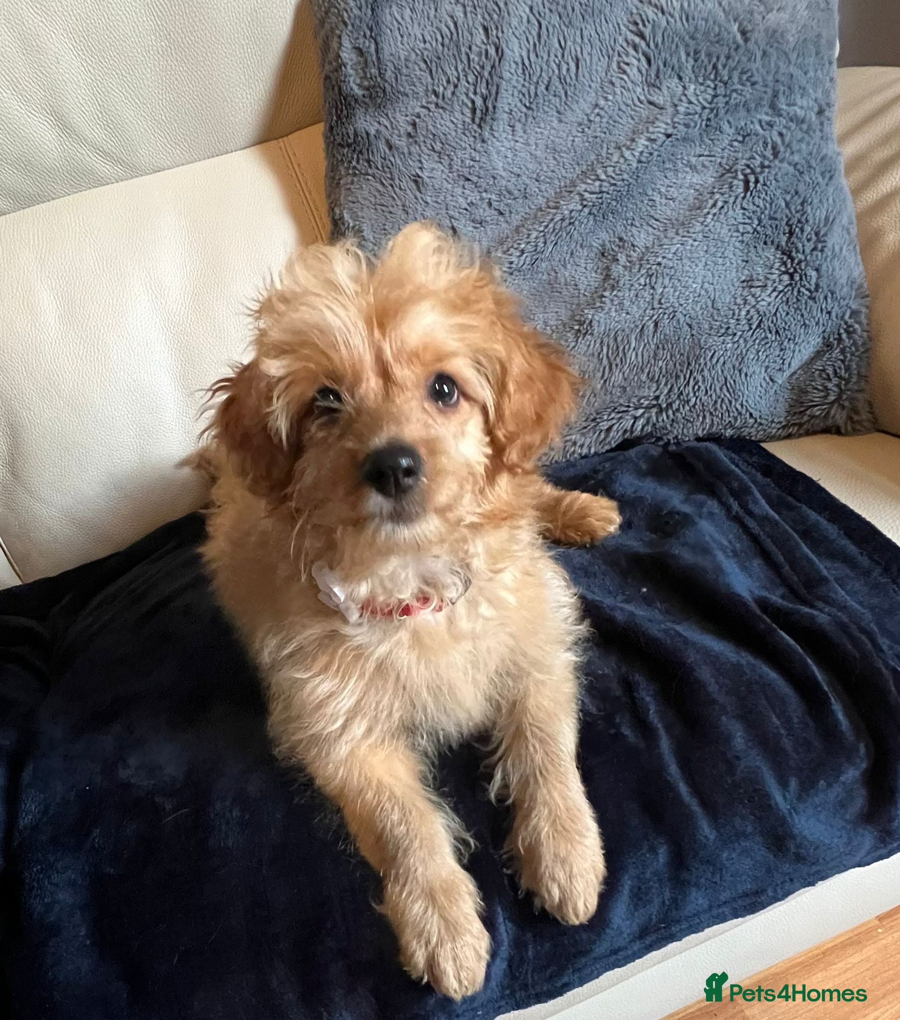 Cockapoo dogs for sale: Cockapoo puppy male  - Advert 4