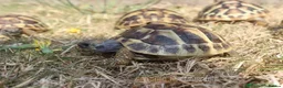 Tortoise reptiles for sale: BABY HERMANNS AND SET UPS - Advert 11
