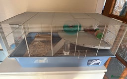 Hamster rodents for sale: Syrian hamster with cage and accessories  - Image 2