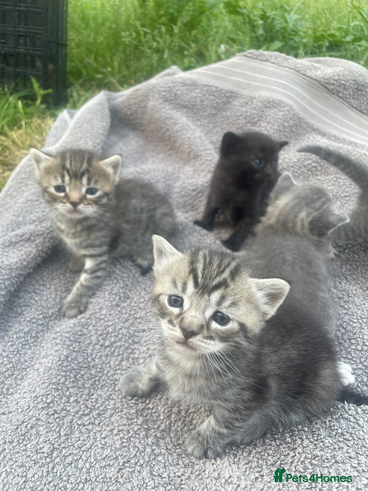 British Shorthair cats for sale: Gorgeous British Shorthair x Bengal kittens in Cheddar - Advert 3