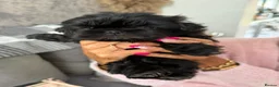 Shih Tzu dogs for sale: Shihtzu babies - Advert 17
