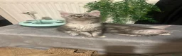 Maine Coon cats for sale: Maine coon babies  - Advert 19