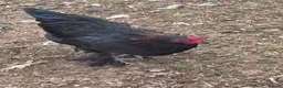 Chickens poultry for sale: Cockerels - Advert 2