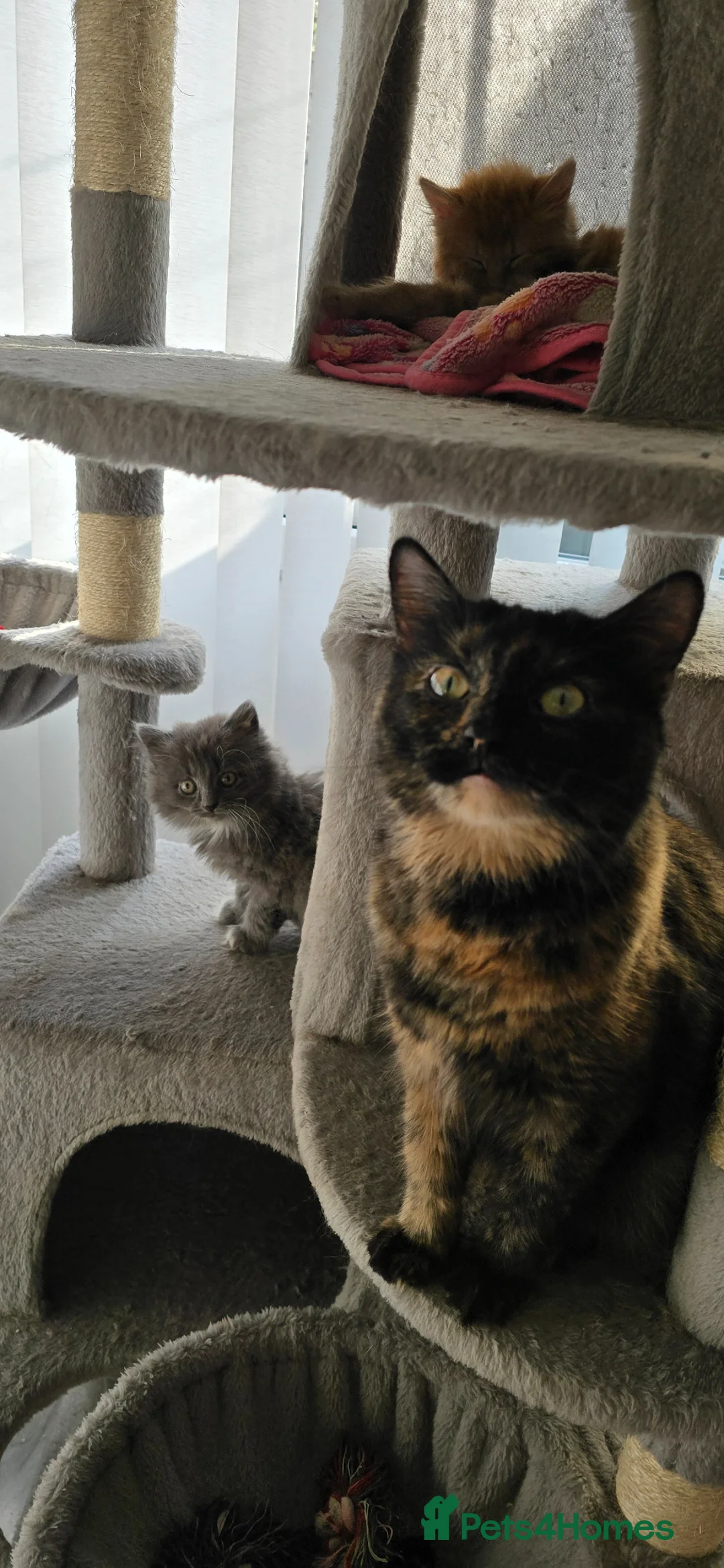 Maine Coon cats for sale: Adorable Mainecoon kittens  - Advert 2