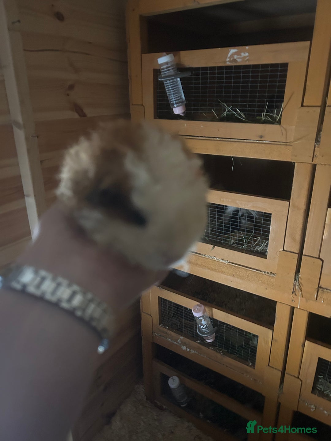 Guinea Pig rodents for sale: 2 male guinespigs  - Image 3