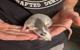 Rat rodents for sale: Adorable dumbo babies  - Image 8