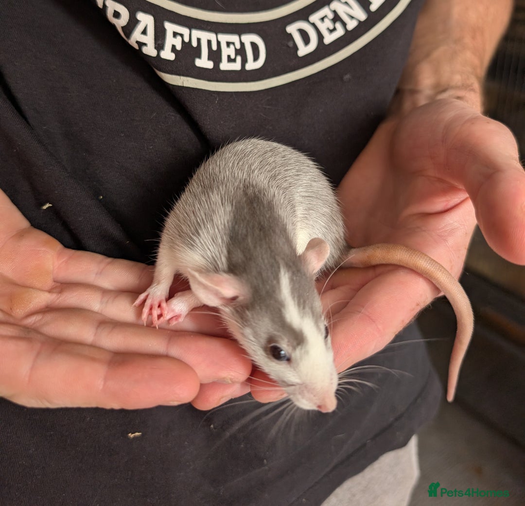 Rat rodents for sale: Adorable dumbo babies  - Image 8