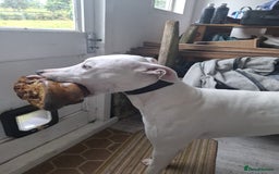 Mixed Breed dogs for sale: bull lurcher  - Image 6