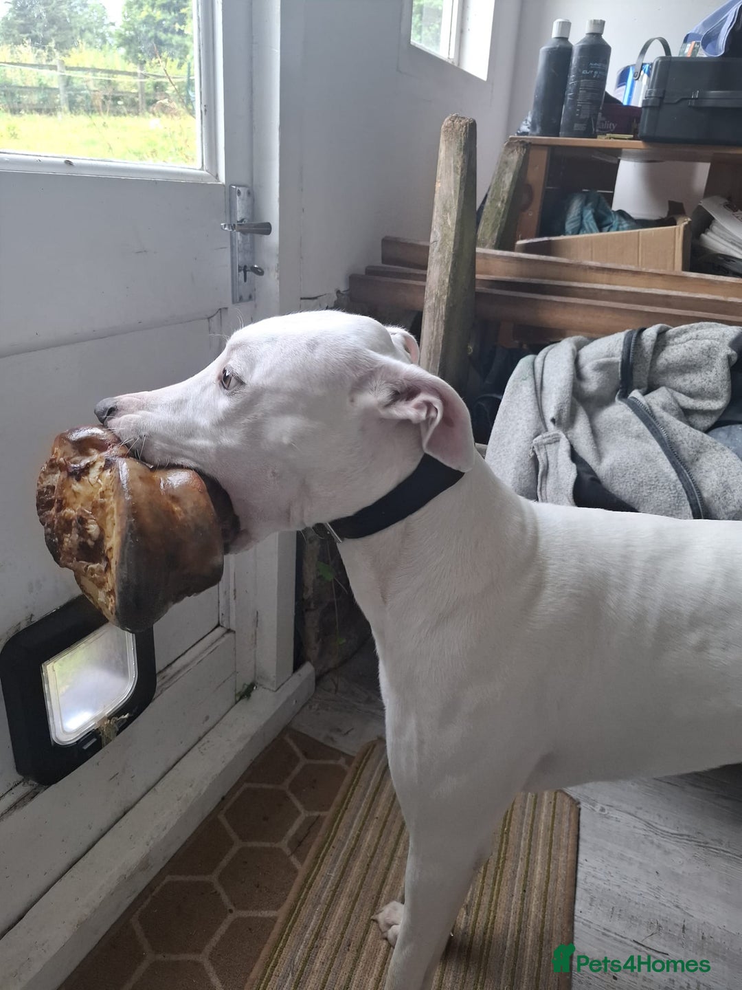 Mixed Breed dogs for sale: bull lurcher  - Image 6