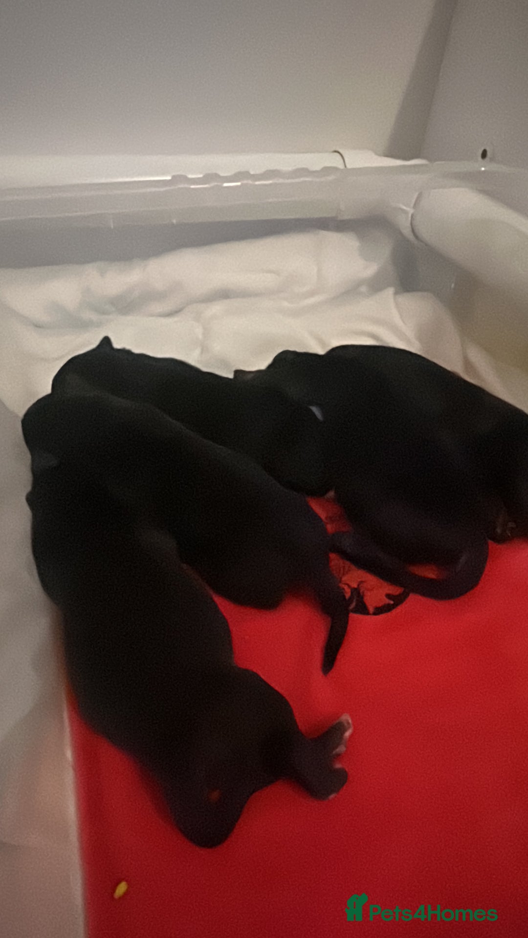 Borador dogs for sale: 5 borador puppies for sale - Image 2