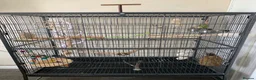Conures birds for sale: Male pineapple green cheek conure for sale  in Armagh - Advert 4