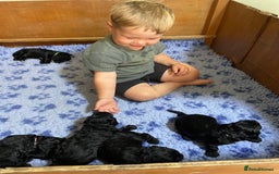 Cockapoo dogs for sale: Very Similar to the cockapoo Sproodle puppies - Image 21