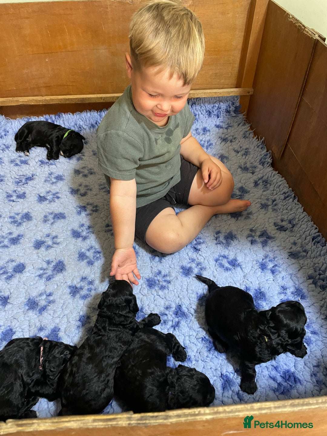 Cockapoo dogs for sale: Very Similar to the cockapoo Sproodle puppies - Image 21