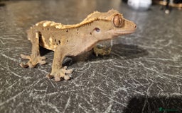 Gecko reptiles for sale: Crested Gecko - Frog Butt (no tail) - Image 5