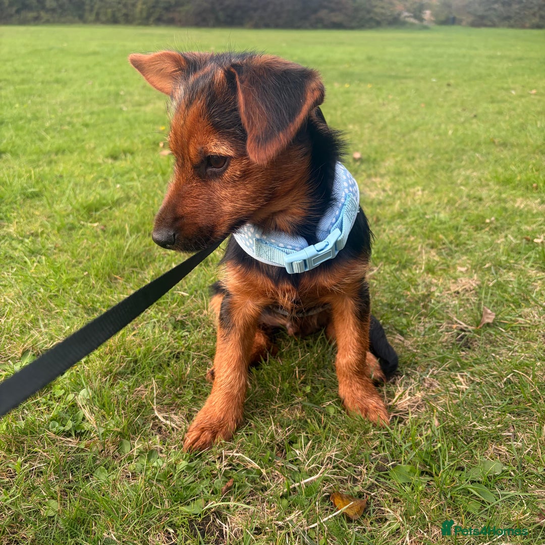 Mixed Breed dogs for sale: 7 month old jack Russel mix - Advert 3