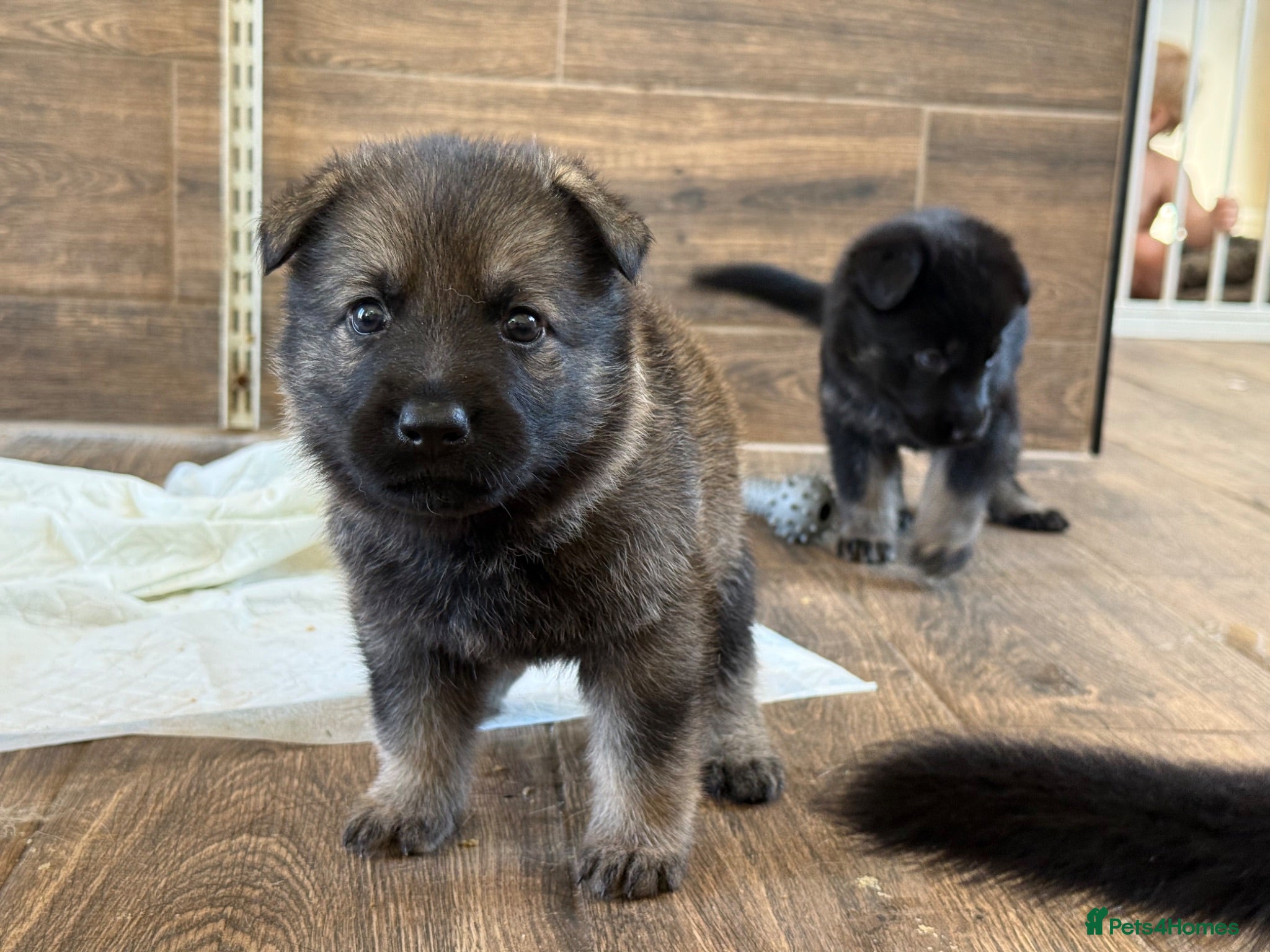 German Shepherd dogs German Shepherd Puppies - Advert 1